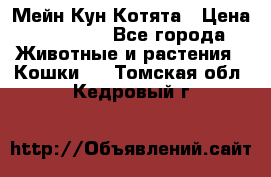 Мейн Кун Котята › Цена ­ 15 000 - Все города Животные и растения » Кошки   . Томская обл.,Кедровый г.